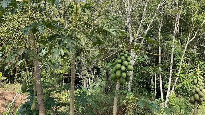 Chácara à venda de 3.900 m² em Parobé, RS, Brasil