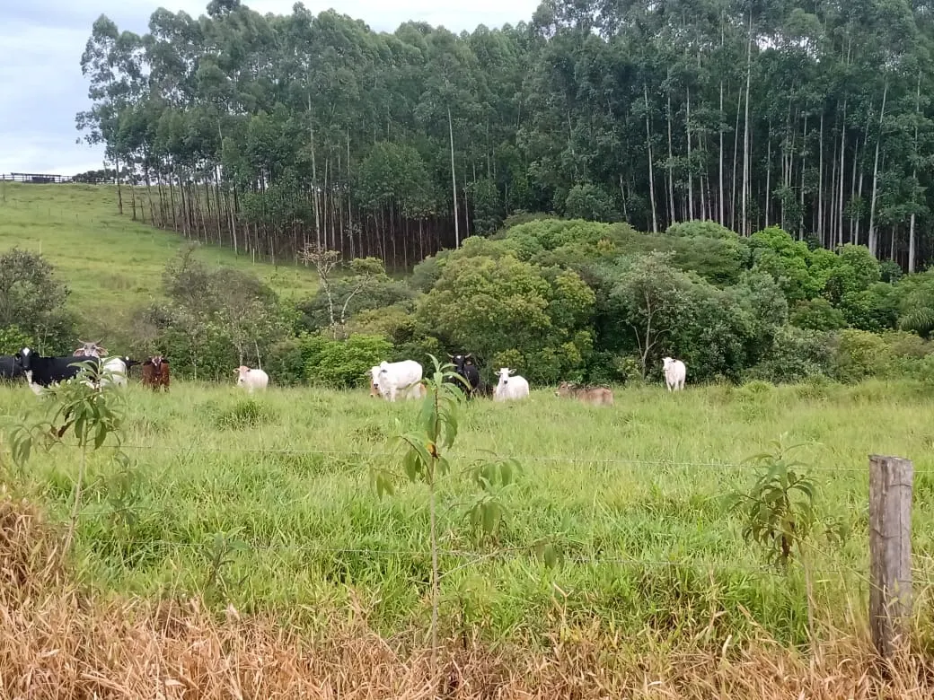 Sítio à venda de 61 ha em Capão Bonito, SP, Brasil