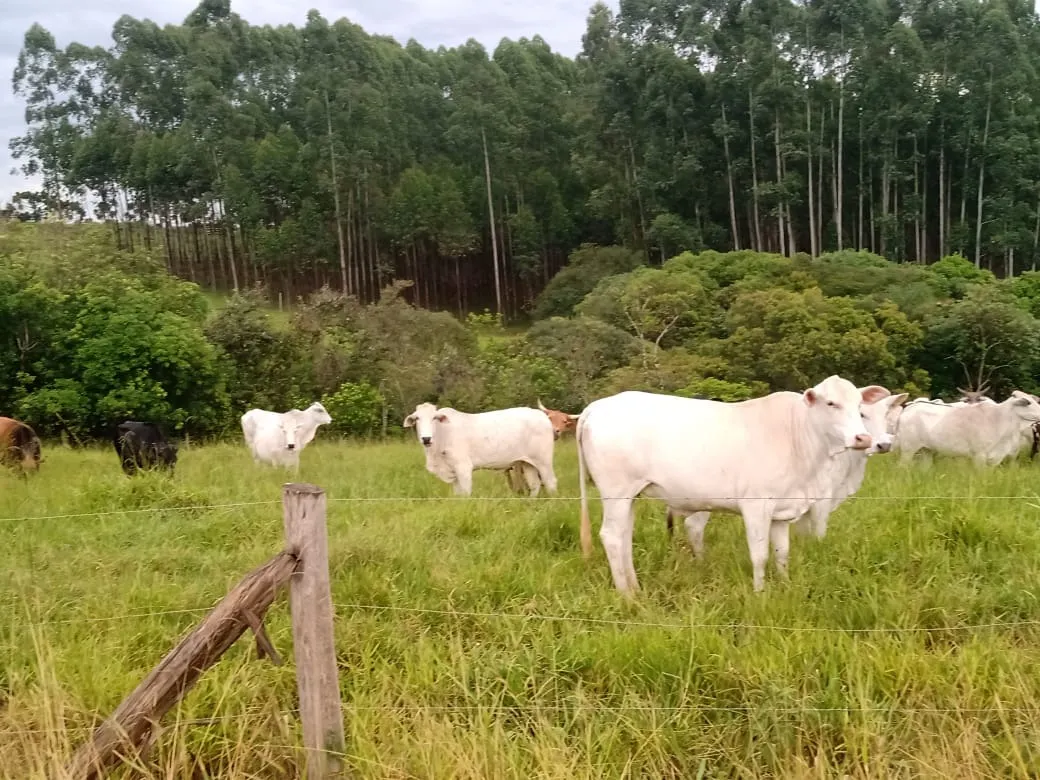 Sítio à venda de 61 ha em Capão Bonito, SP, Brasil