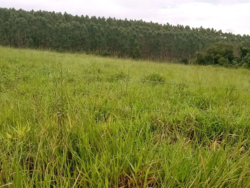 Sítio à venda de 61 ha em Capão Bonito, SP, Brasil