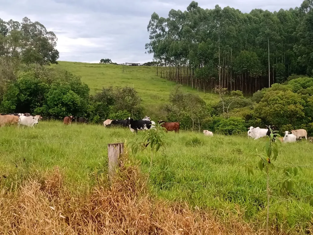Sítio à venda de 61 ha em Capão Bonito, SP, Brasil