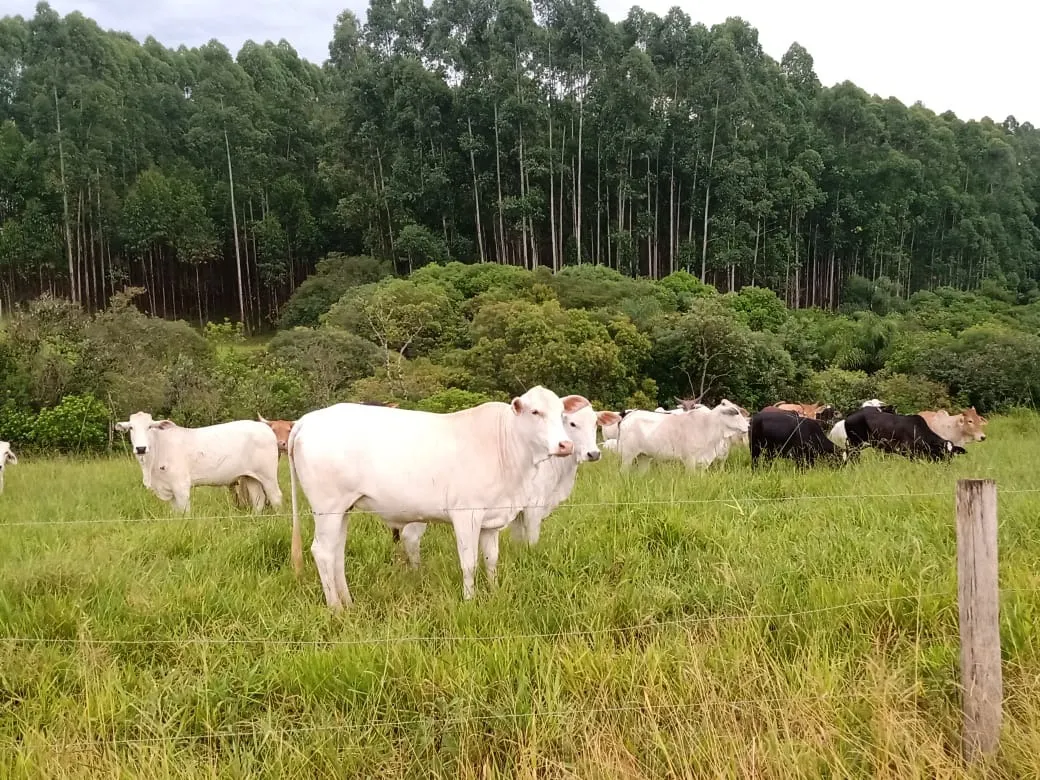 Sítio à venda de 61 ha em Capão Bonito, SP, Brasil