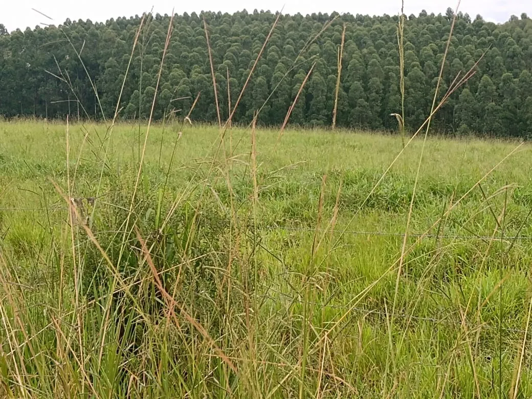 Sítio à venda de 61 ha em Capão Bonito, SP, Brasil