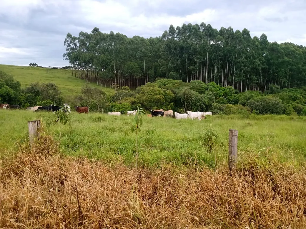 Sítio à venda de 61 ha em Capão Bonito, SP, Brasil