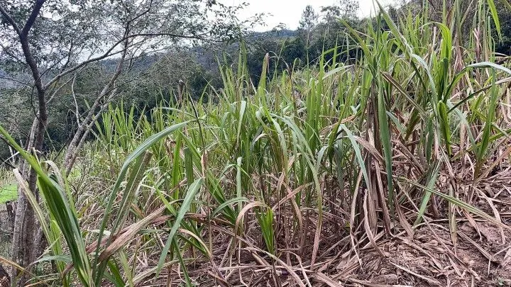 Country home for sale of 1 acres in Araricá, RS, Brazil