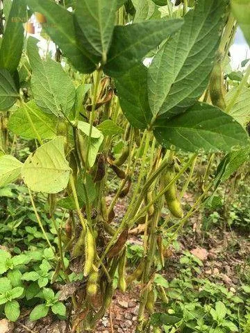 Fazenda à venda de 4.890 ha em Santo Antônio do Leverger, MT, Brasil