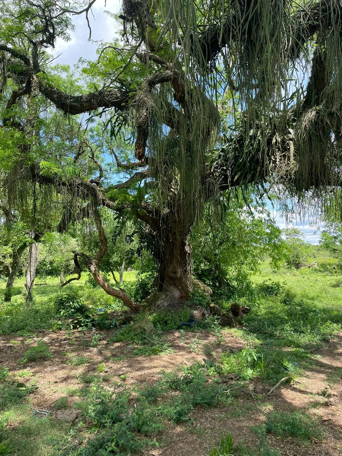 Fazenda à venda de 7 ha em Yaguarón, Paraguai