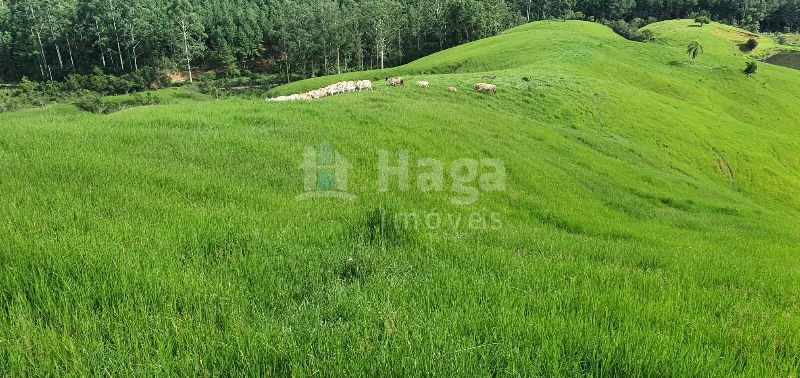 Fazenda à venda de 64 ha em Imaruí, SC, Brasil