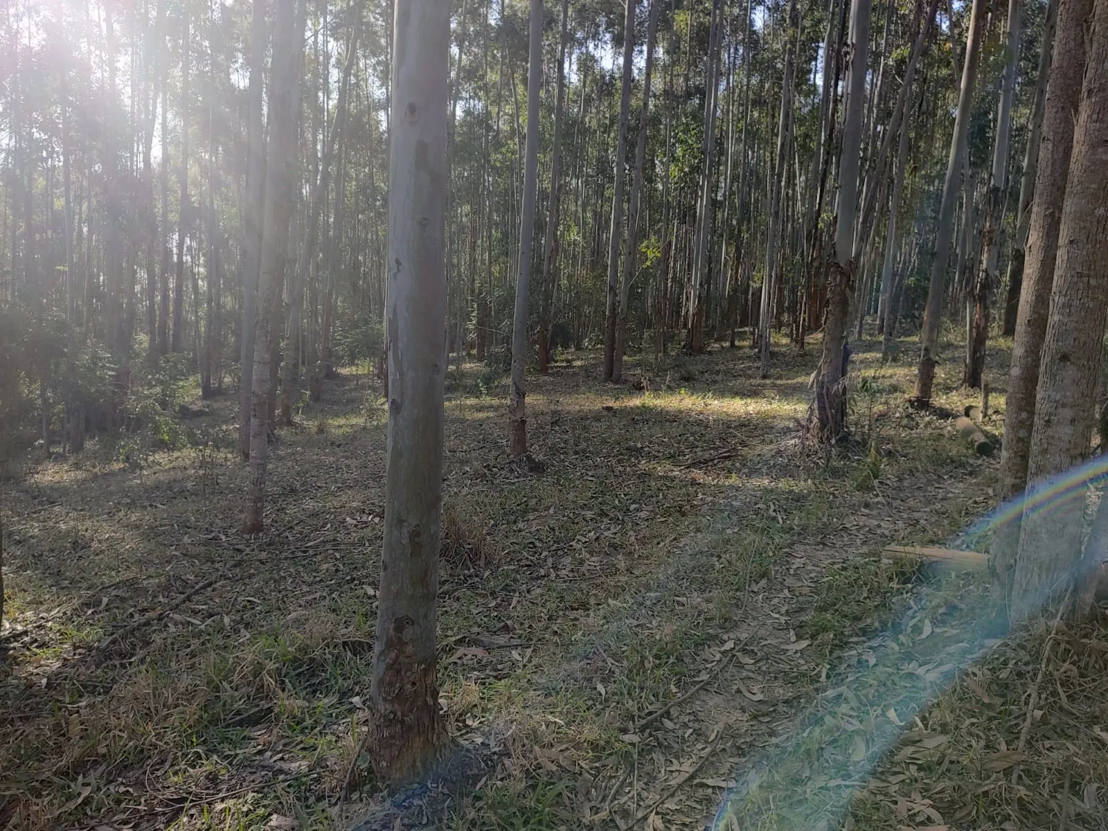 Small farm for sale of 87 acres in Itapetininga, SP, Brazil