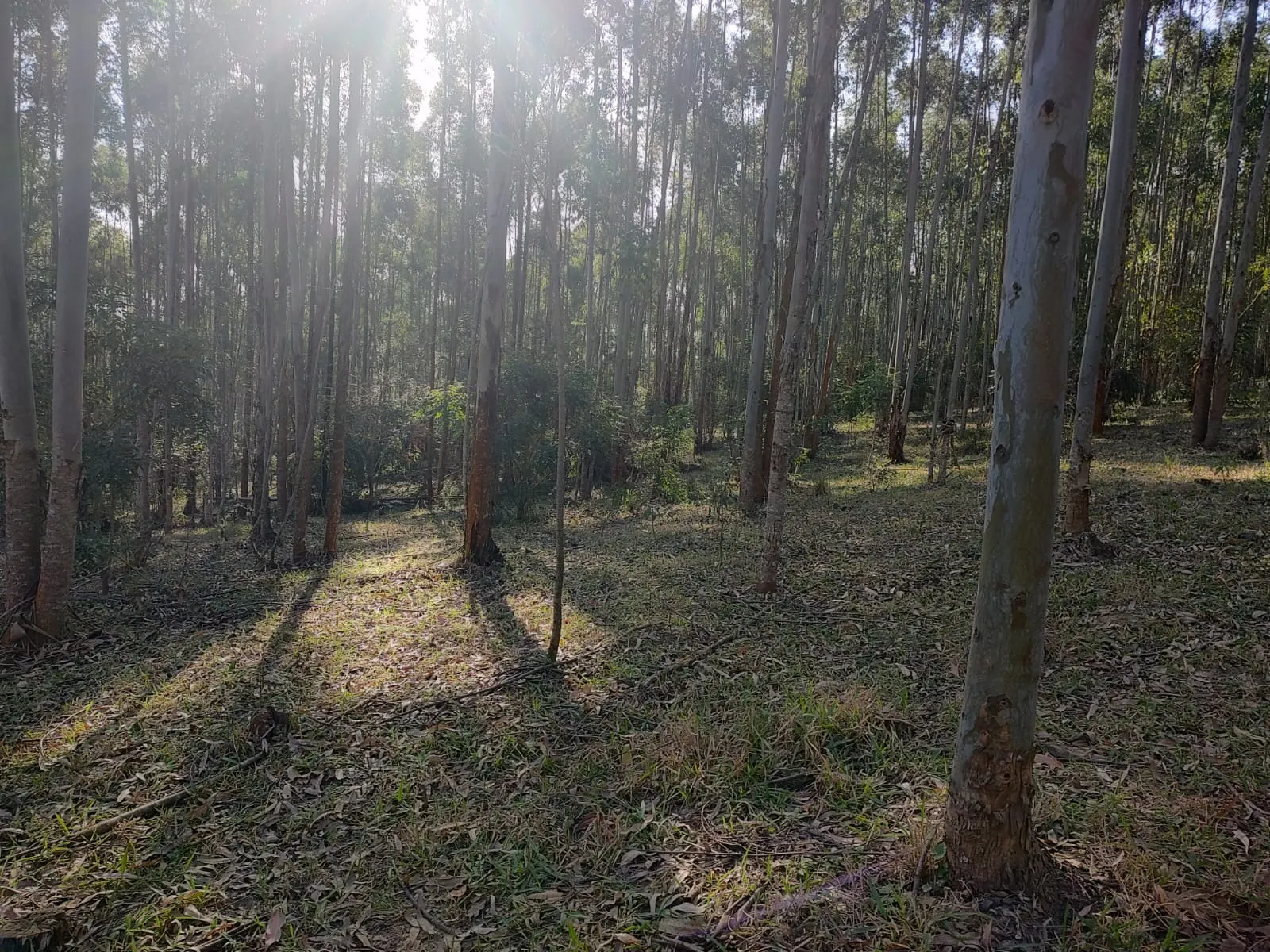 Small farm for sale of 87 acres in Itapetininga, SP, Brazil