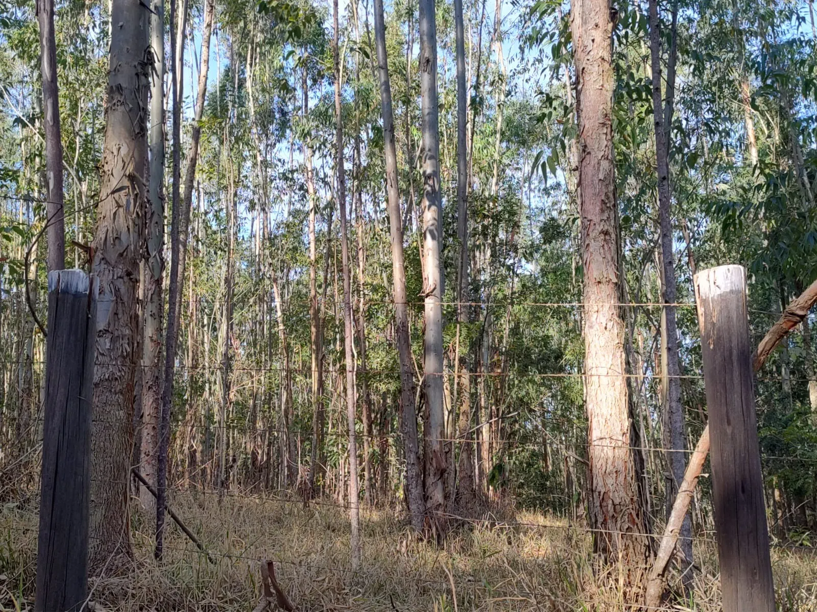 Small farm for sale of 87 acres in Itapetininga, SP, Brazil