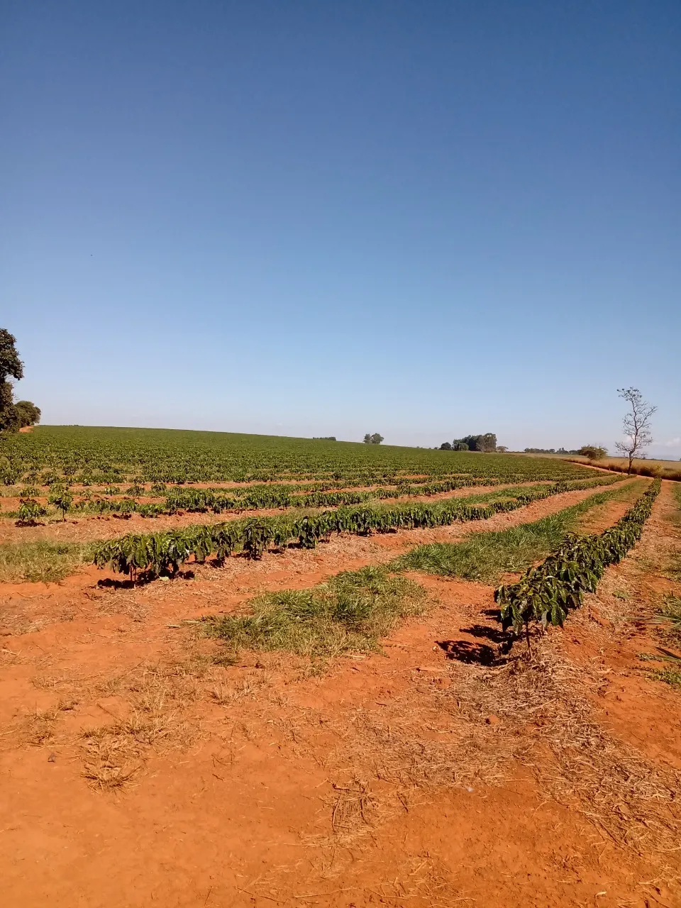 Fazenda à venda de 1.333 ha em Piumhi, MG, Brasil
