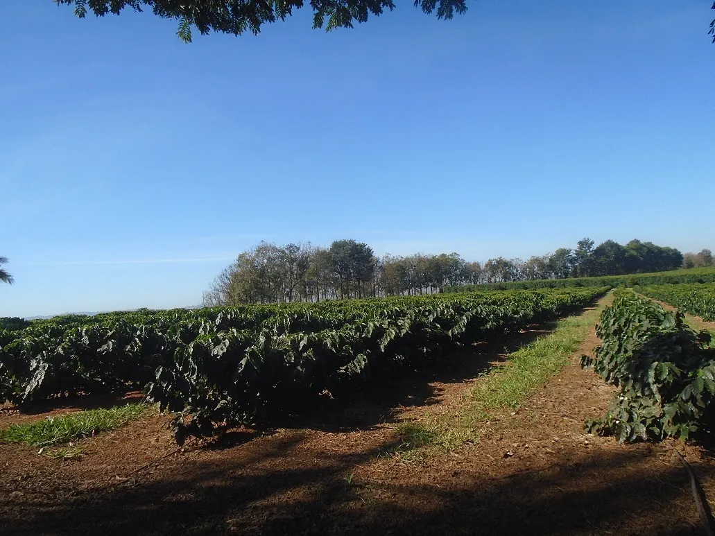 Fazenda à venda de 1.333 ha em Piumhi, MG, Brasil