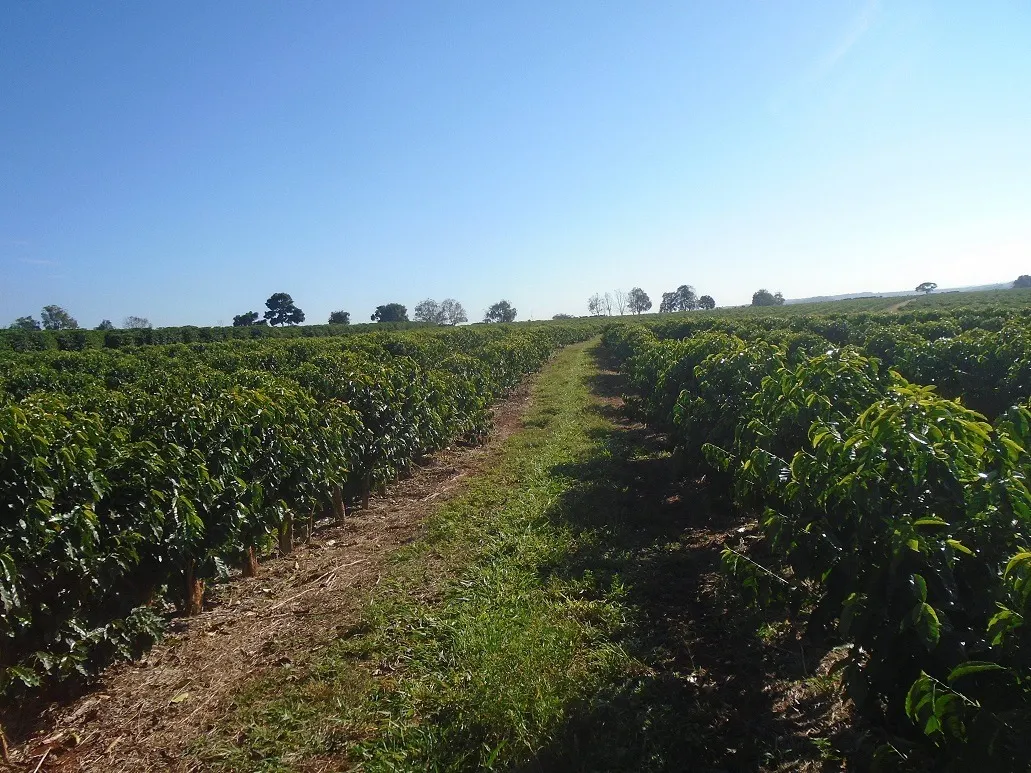 Fazenda à venda de 1.333 ha em Piumhi, MG, Brasil