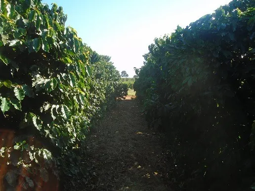 Fazenda à venda de 1.333 ha em Piumhi, MG, Brasil