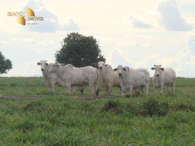 Fazenda à venda de 8.645 ha em Tangará da Serra, MT, Brasil