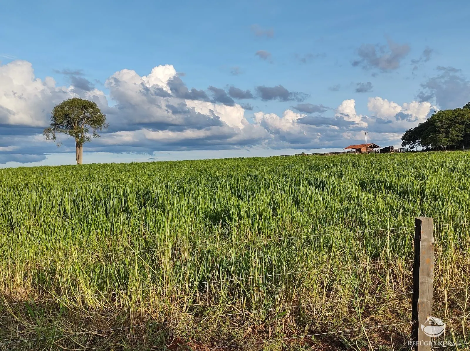 Farm for sale of 12,973 acres in Miranda, MS, Brazil