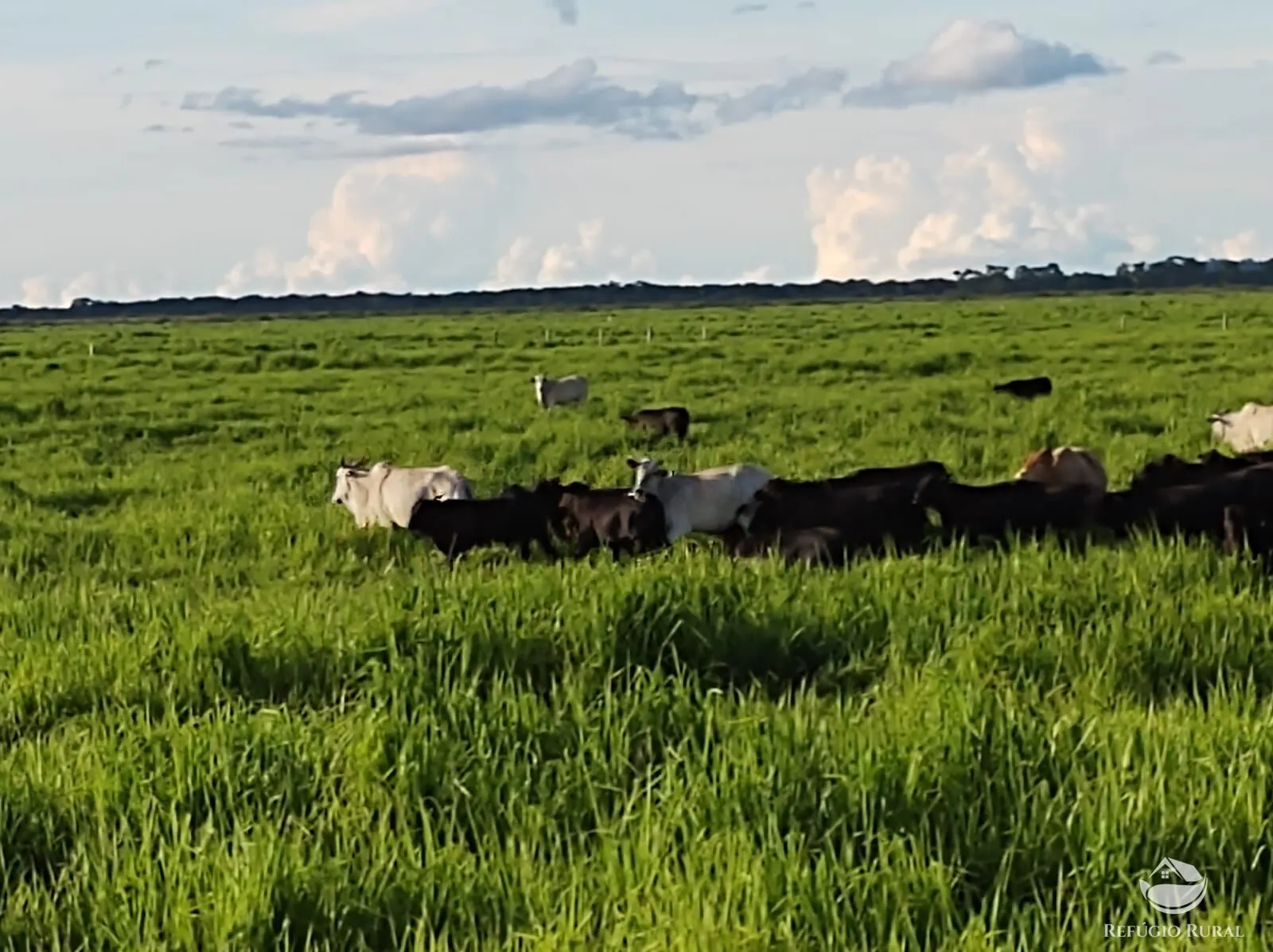 Farm for sale of 12,973 acres in Miranda, MS, Brazil