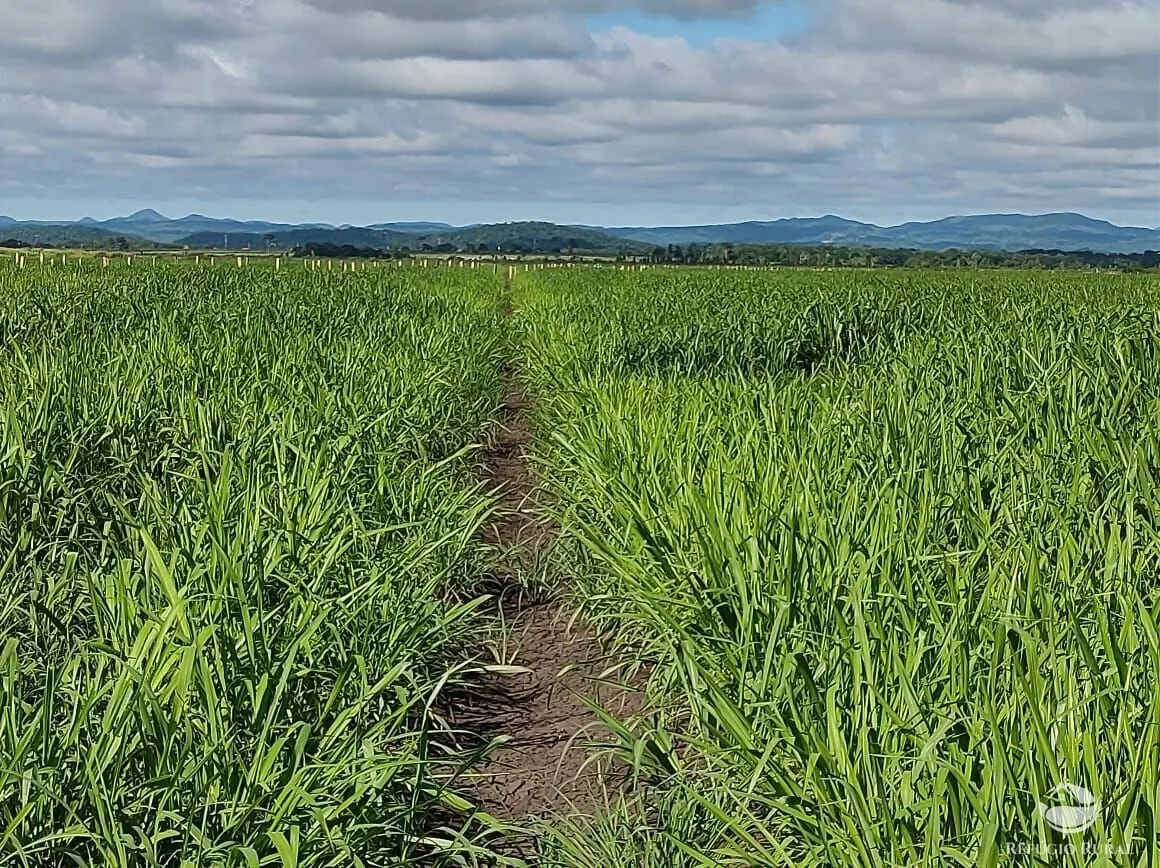 Farm for sale of 12,973 acres in Miranda, MS, Brazil
