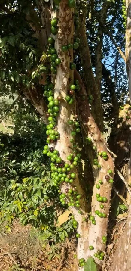 Small farm for sale of 45 acres in Itapetininga, SP, Brazil