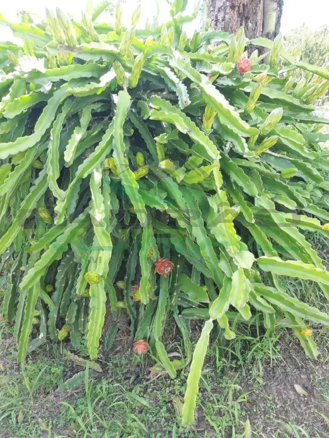 Small farm for sale of 45 acres in Itapetininga, SP, Brazil