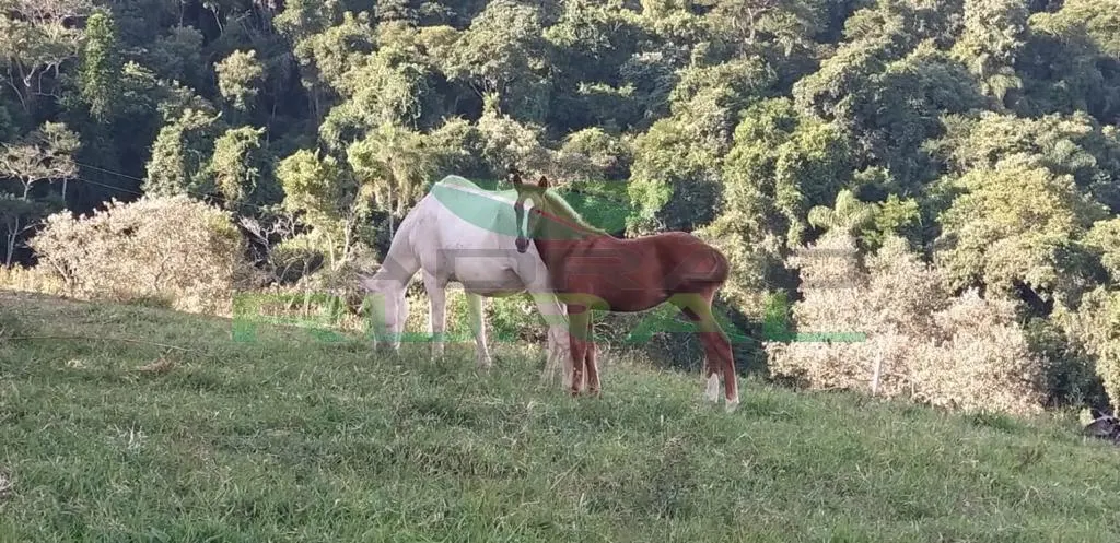 Small farm for sale of 45 acres in Itapetininga, SP, Brazil