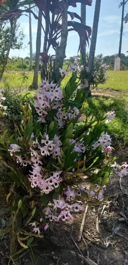 Small farm for sale of 45 acres in Itapetininga, SP, Brazil