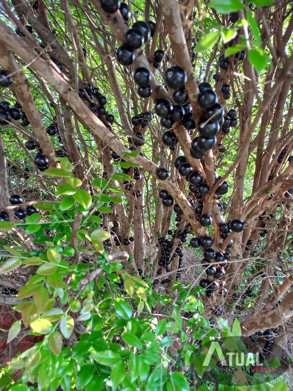 Chácara à venda de 1.100 m² em Atibaia, SP, Brasil