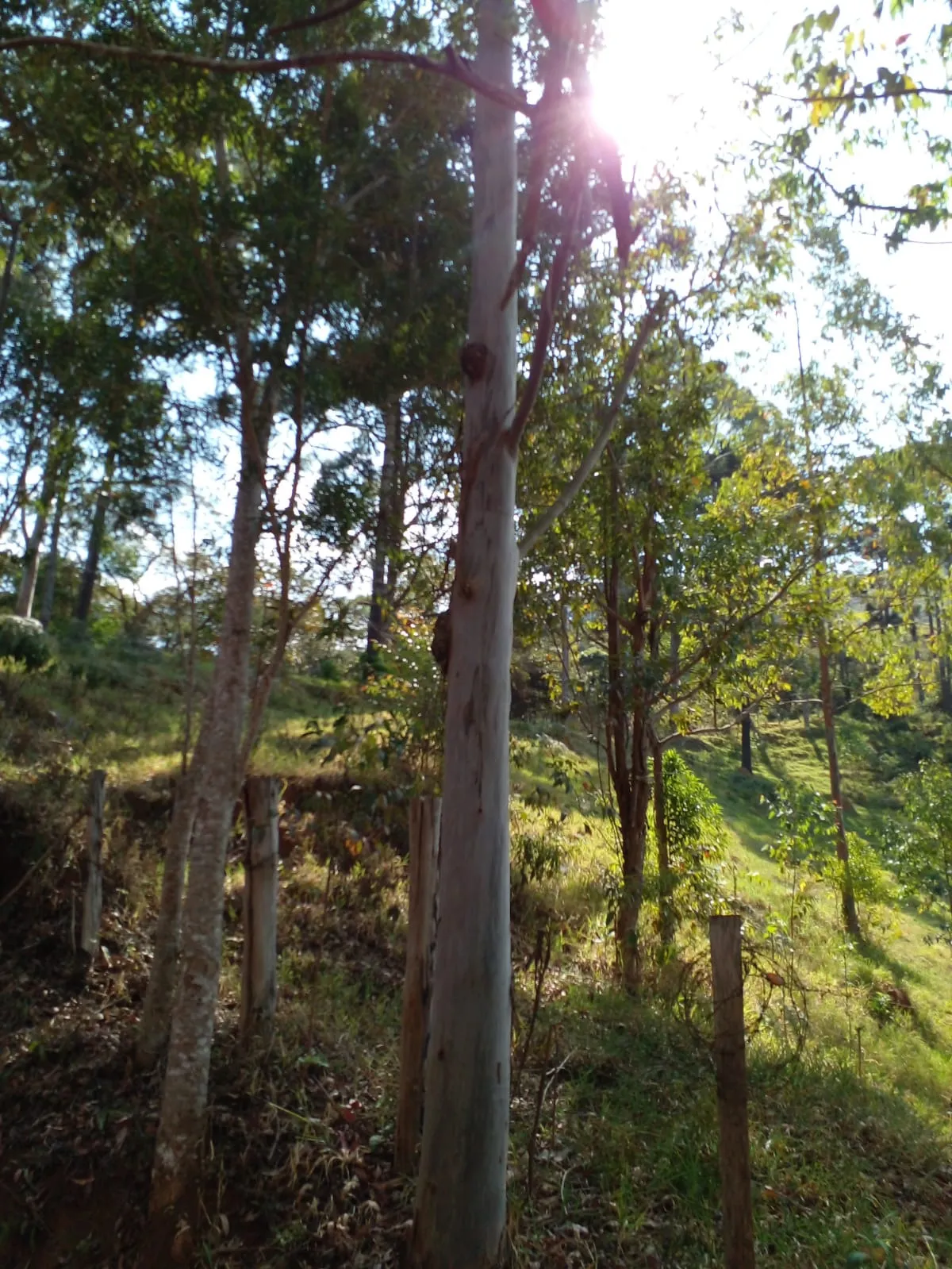 Sítio à venda de 7 ha em Sapucaí-Mirim, MG, Brasil