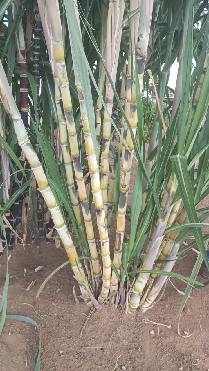 Fazenda à venda de 2.500 ha em Barra do Garças, MT, Brasil