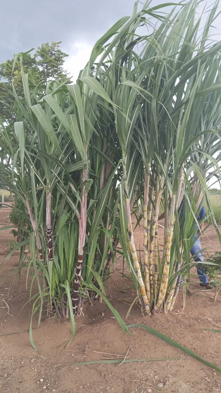 Fazenda à venda de 2.500 ha em Barra do Garças, MT, Brasil