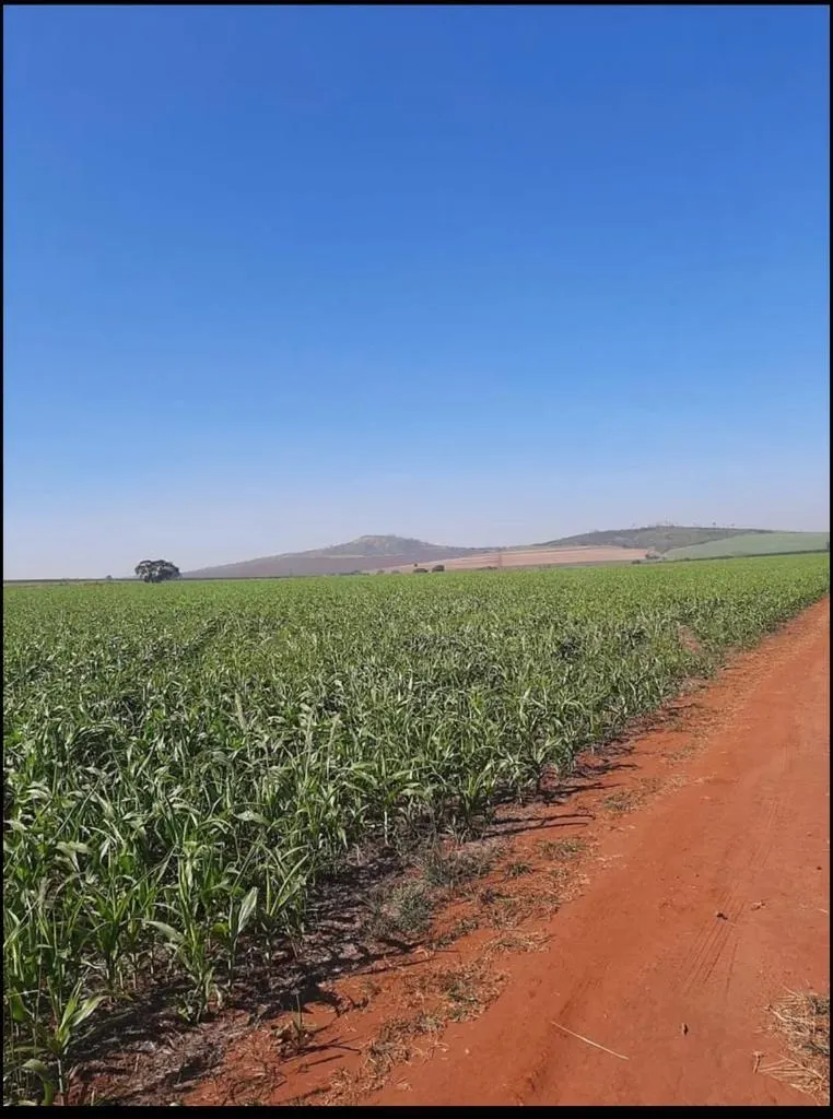 Fazenda à venda de 128 ha em São João da Boa Vista, SP, Brasil