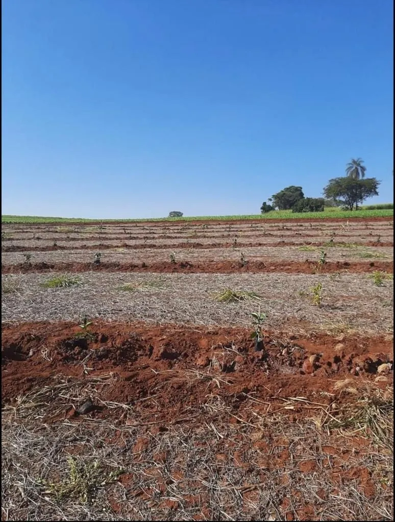 Fazenda à venda de 128 ha em São João da Boa Vista, SP, Brasil