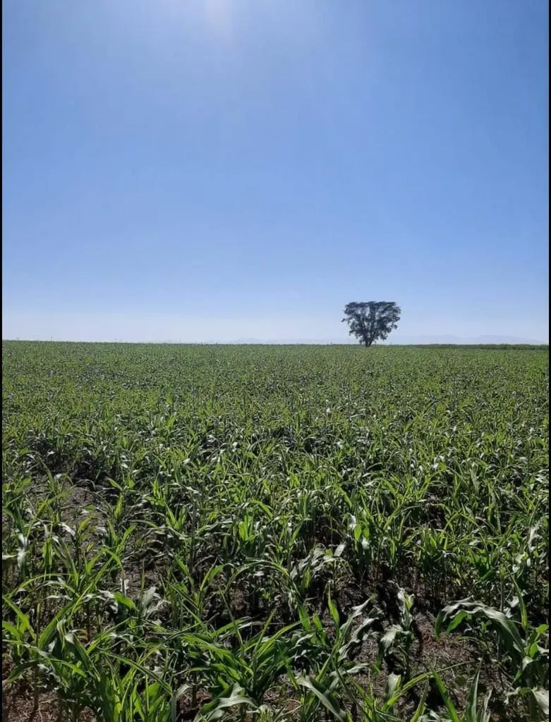 Fazenda à venda de 128 ha em São João da Boa Vista, SP, Brasil