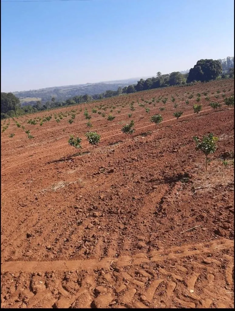 Fazenda à venda de 128 ha em São João da Boa Vista, SP, Brasil