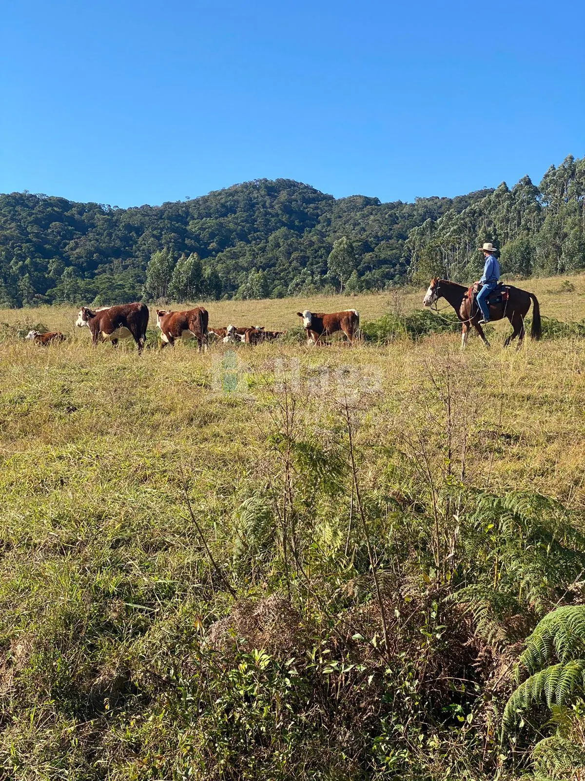 Fazenda à venda de 786 ha em Timbó, SC, Brasil