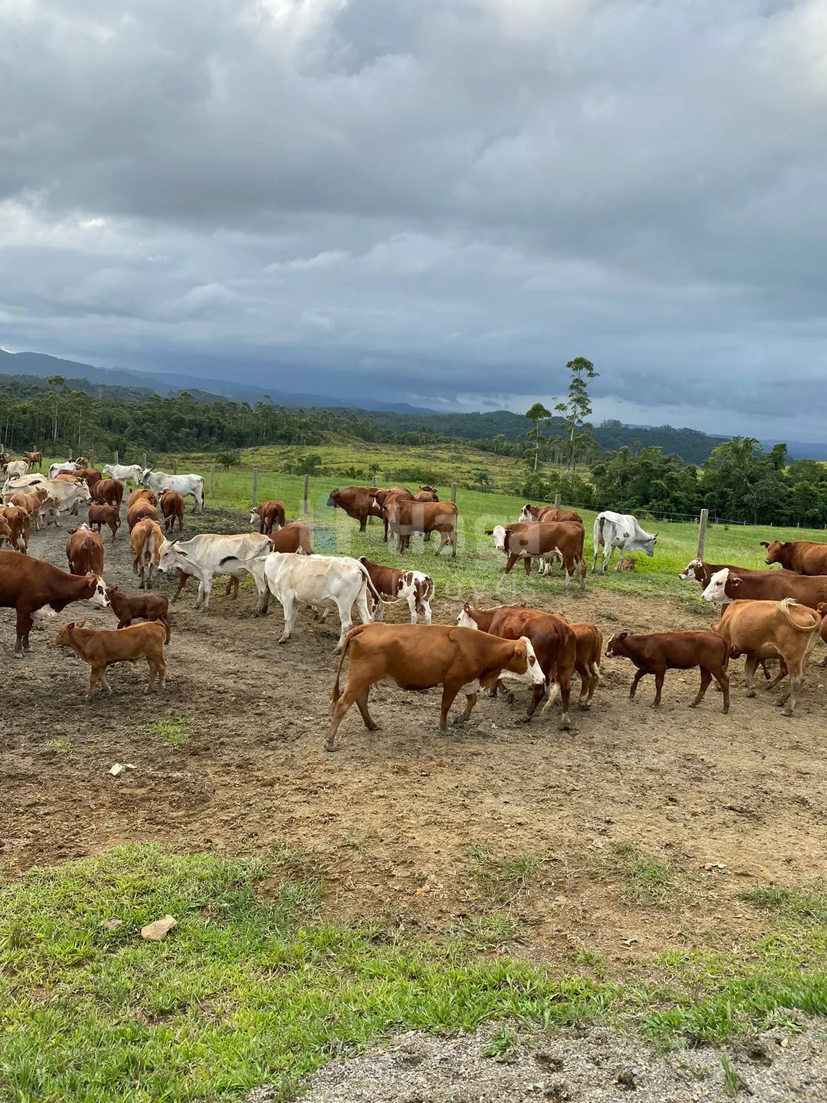 Fazenda à venda de 786 ha em Timbó, SC, Brasil