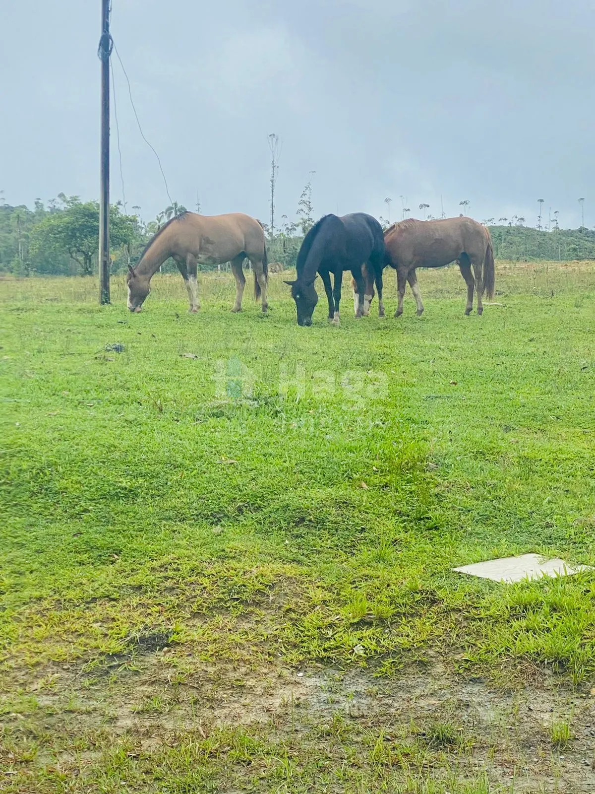 Fazenda à venda de 786 ha em Timbó, SC, Brasil