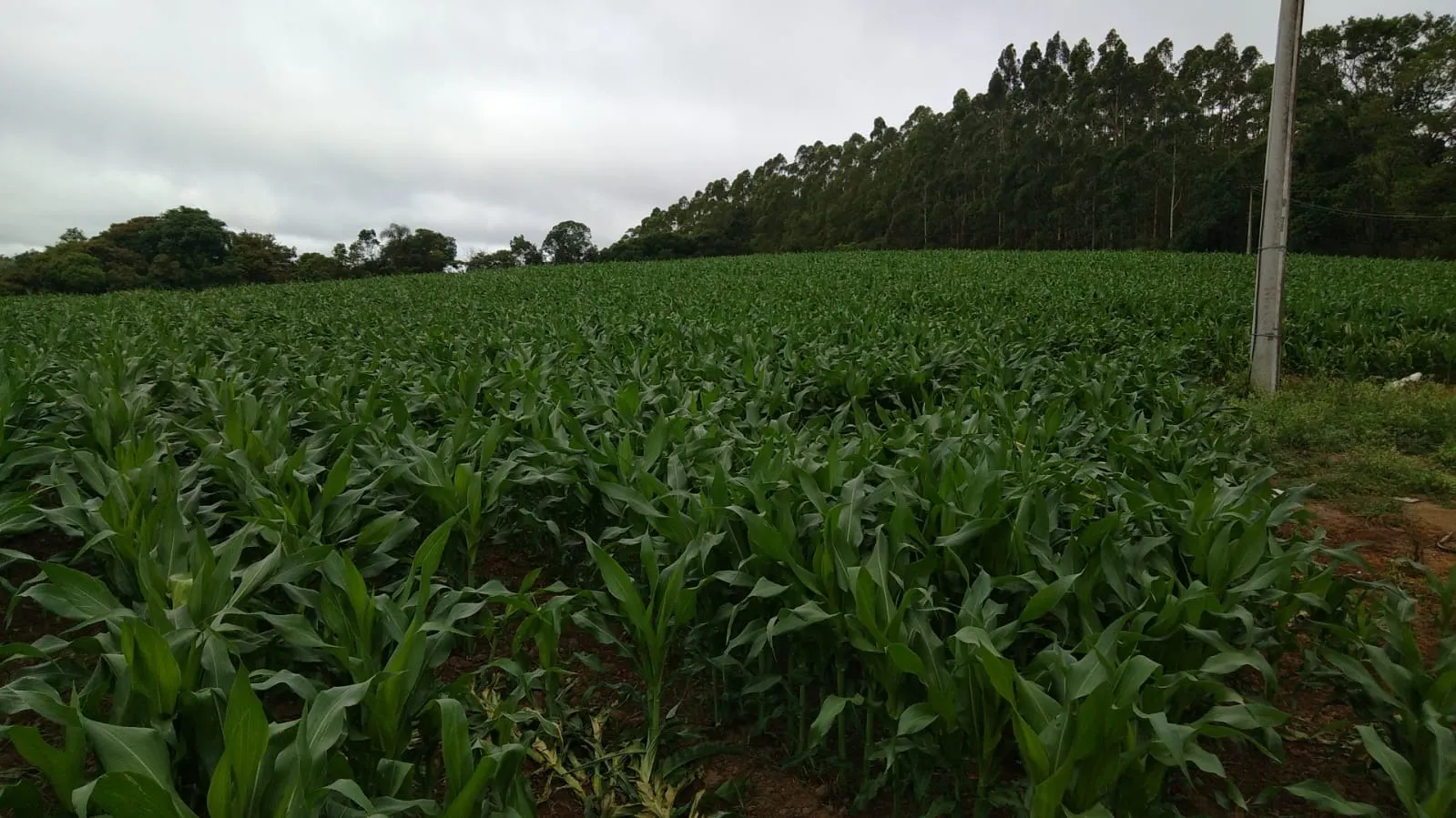 Small farm for sale of 29 acres in São Miguel Arcanjo, SP, Brazil