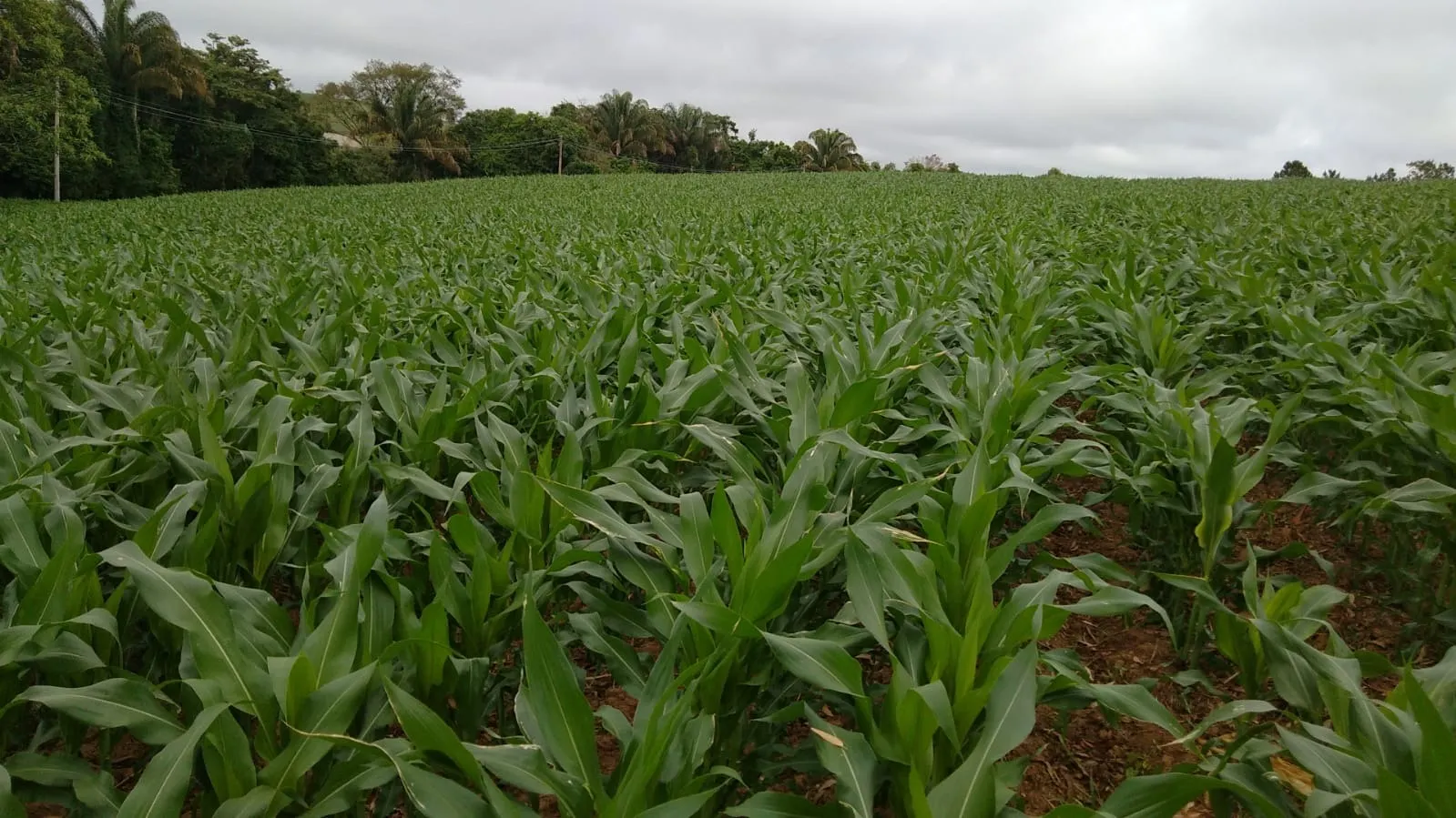 Small farm for sale of 29 acres in São Miguel Arcanjo, SP, Brazil