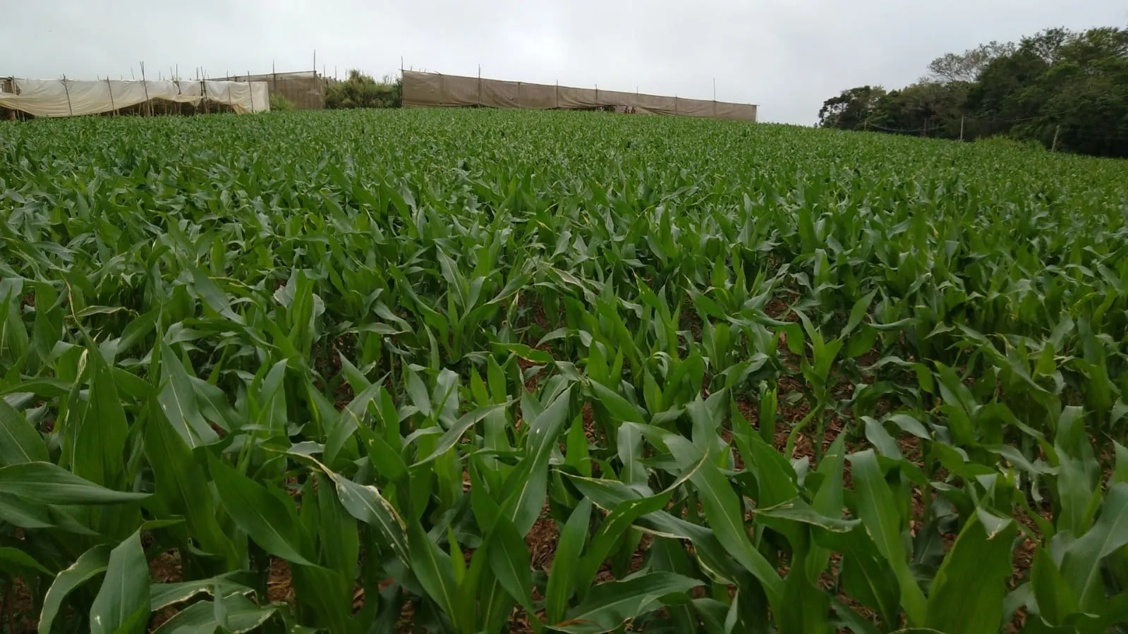 Small farm for sale of 29 acres in São Miguel Arcanjo, SP, Brazil