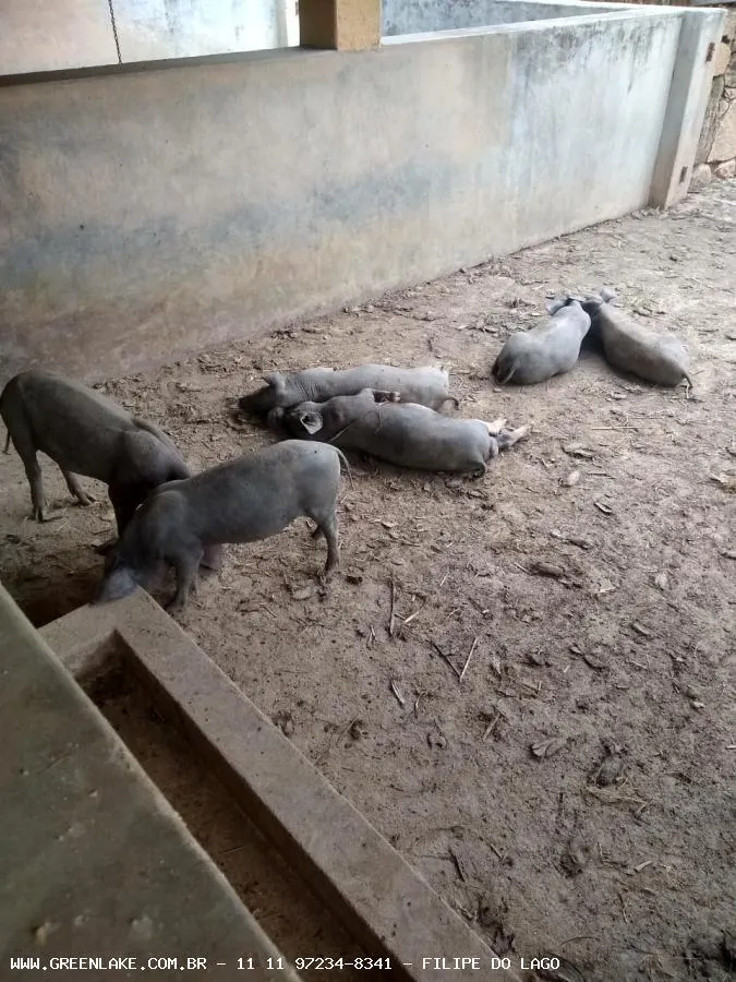 Fazenda à venda de 155 ha em Amparo, SP, Brasil