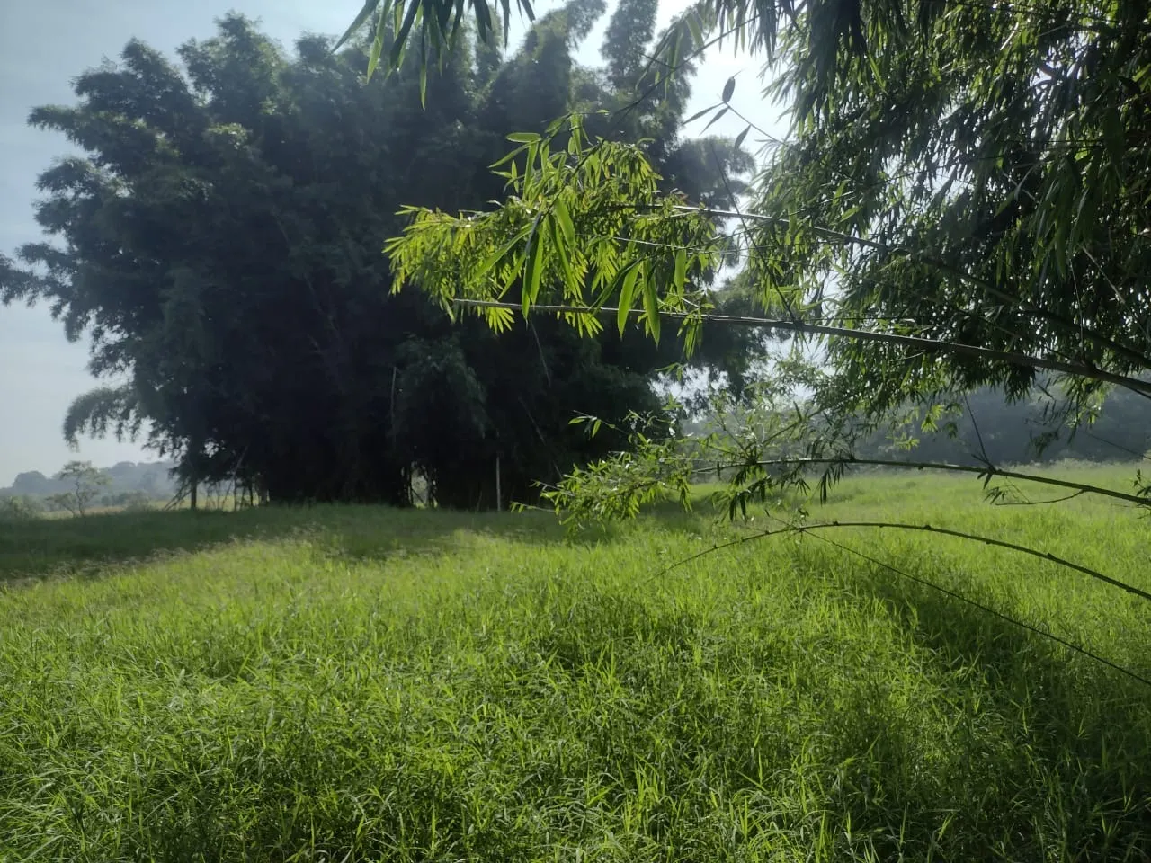 Small farm for sale of 69 acres in Itapetininga, SP, Brazil