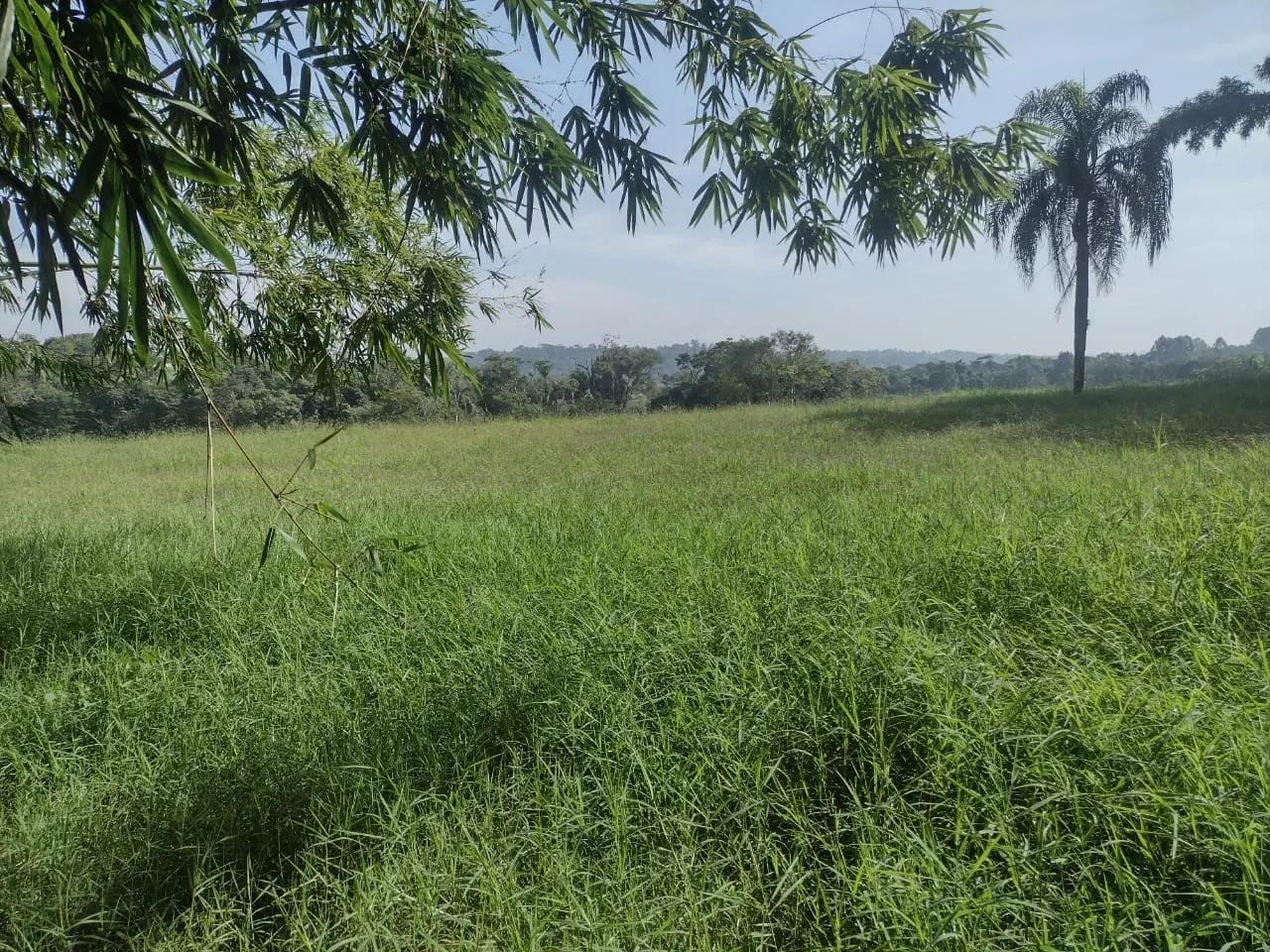 Small farm for sale of 69 acres in Itapetininga, SP, Brazil