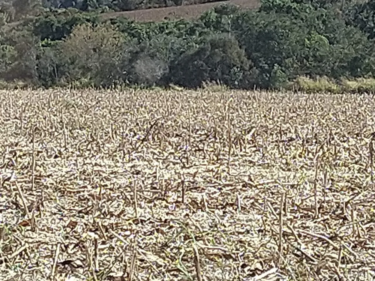 Fazenda à venda de 390 ha em Piracanjuba, GO, Brasil
