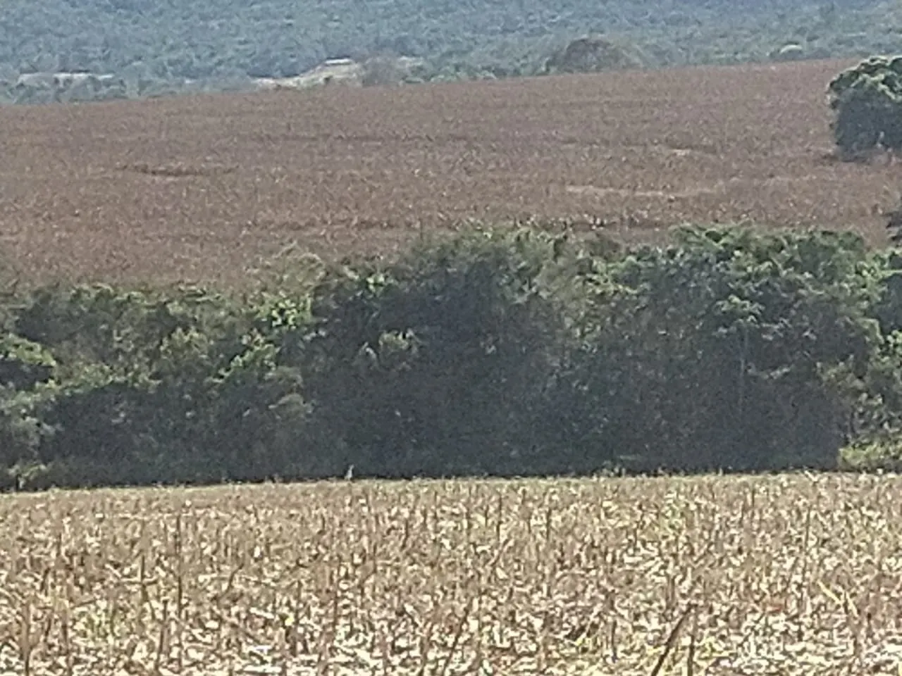 Fazenda à venda de 390 ha em Piracanjuba, GO, Brasil