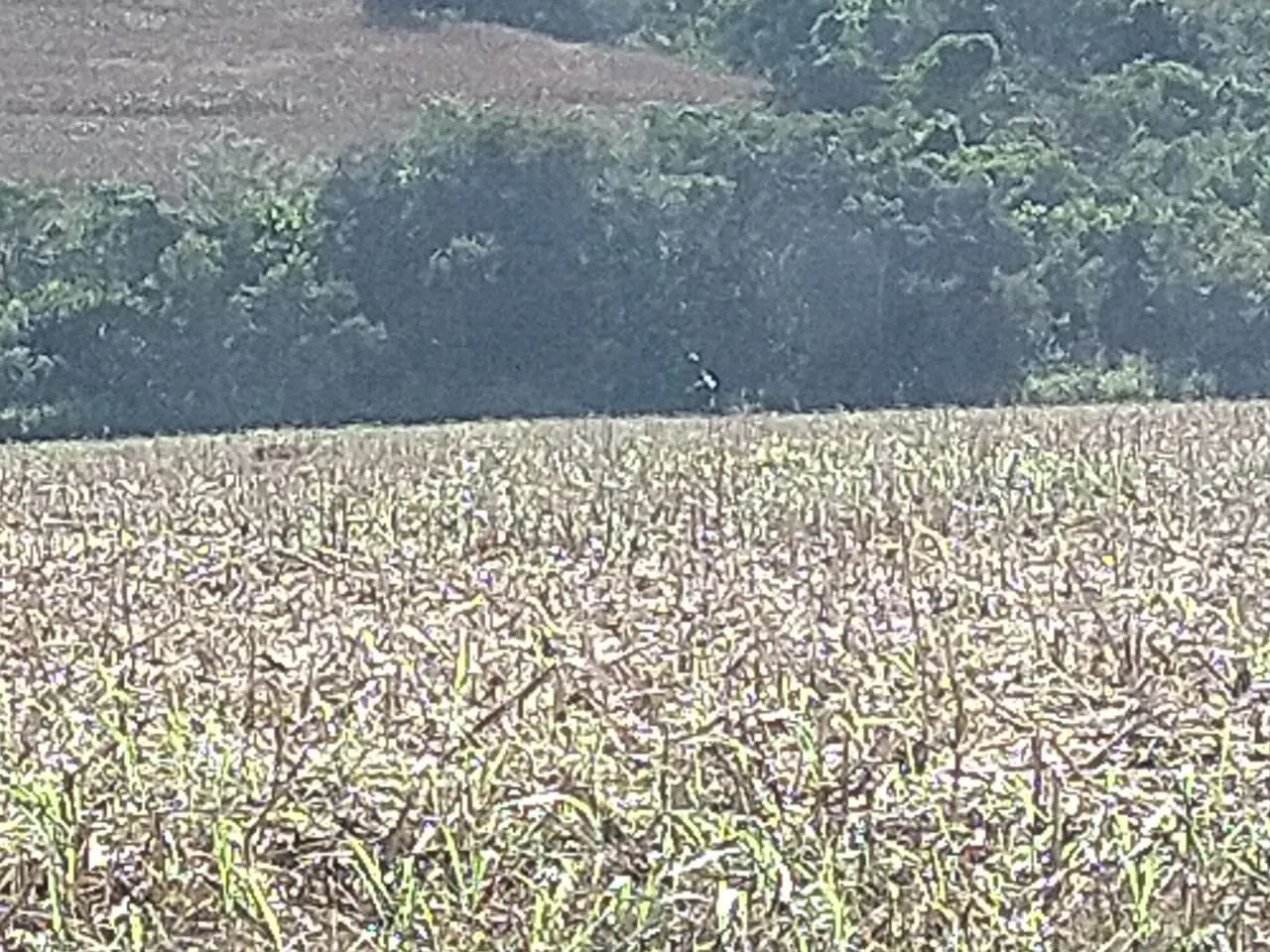 Fazenda à venda de 390 ha em Piracanjuba, GO, Brasil
