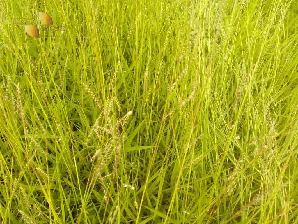 Fazenda à venda de 337 ha em Rondonópolis, MT, Brasil