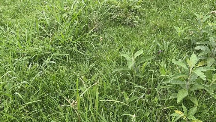Chácara à venda de 4 ha em Santo Antônio da Patrulha, RS, Brasil