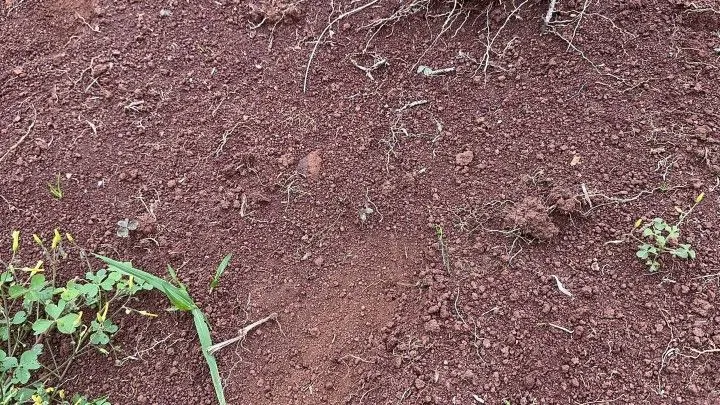 Chácara à venda de 4 ha em Santo Antônio da Patrulha, RS, Brasil
